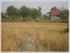 Rice paddy near Kaisonphomvihan Rd for sale