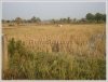 Rice paddy near Kaisonphomvihan Rd for sale