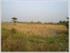 Rice paddy near Kaisonphomvihan Rd for sale