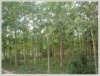 ID: 1179 - Large land with tall teak trees in Ban Keun for sale
