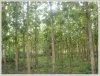 ID: 1179 - Large land with tall teak trees in Ban Keun for sale
