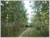 ID: 1179 - Large land with tall teak trees in Ban Keun for sale