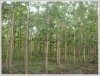 ID: 1179 - Large land with tall teak trees in Ban Keun for sale