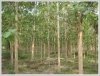 ID: 1179 - Large land with tall teak trees in Ban Keun for sale