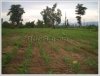 6 years old of 4,500 rubber plants on 18 ha of land for urgent sale
