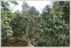 Coffee Plantation in Bolaven Plateau for sale