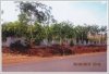 Rubber plantation by road 13 in Pakse for sale
