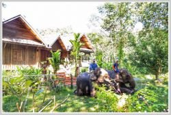 ID: 4267 - Beautiful Hotel and Bungalow near Nam Khan River for sale in Luangprabang Province