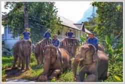 ID: 4267 - Beautiful Hotel and Bungalow near Nam Khan River for sale in Luangprabang Province