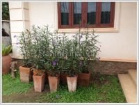 New villa house with fully furnished for rent