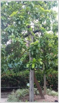 ID: 1749 - Nice villa near Patouxay for rent