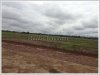 ID: 2520 - Rice paddy field near Wat Phonpanao for sale