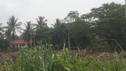 Land plots on a large nature land next to concrete road for rent