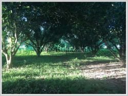ID: 4345 - Premium Vacant land by main road and Mekong for sale in Ban Thinthom