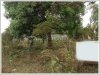 ID: 1158 - Nice plot of land in Sengsavang Village