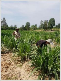 ID: 4237 - Agriculture land for sale in Phonhong District, Vientiane Province