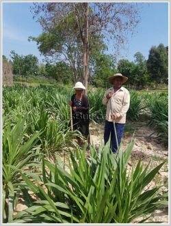 ID: 4237 - Agriculture land for sale in Phonhong District, Vientiane Province