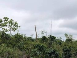 ID: 4438 - Former Coffee Plantation, Land for agriculture, for sale in Paksong District