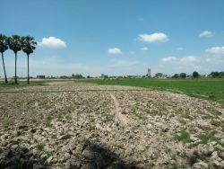 ID: 4477 - Agriculture land near main road for sale in Ban Samket