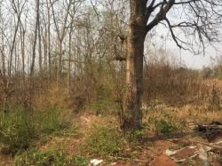 ID: 4436 - Construction land in front of Luangprabang Provincial Hospital for sale