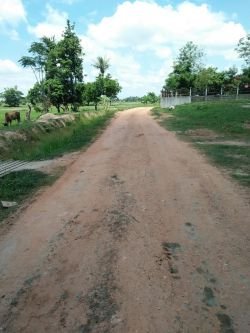 ID: 4477 - Agriculture land near main road for sale in Ban Samket