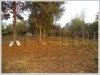 ID: 201 - Vacant land in lao community