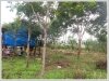 ID: 2450 - Rubber Tree Plantation on 17.5 hectares in Pakngum District