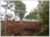 ID: 2450 - Rubber Tree Plantation on 17.5 hectares in Pakngum District